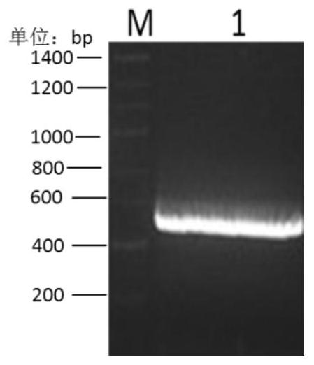 A kind of industrial preparation method and application of recombinant interferon gamma