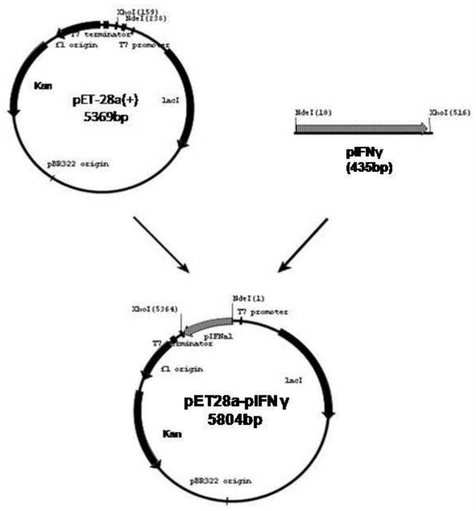 A kind of industrial preparation method and application of recombinant interferon gamma