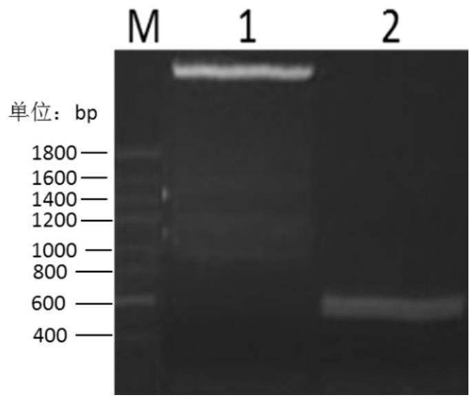 A kind of industrial preparation method and application of recombinant interferon gamma