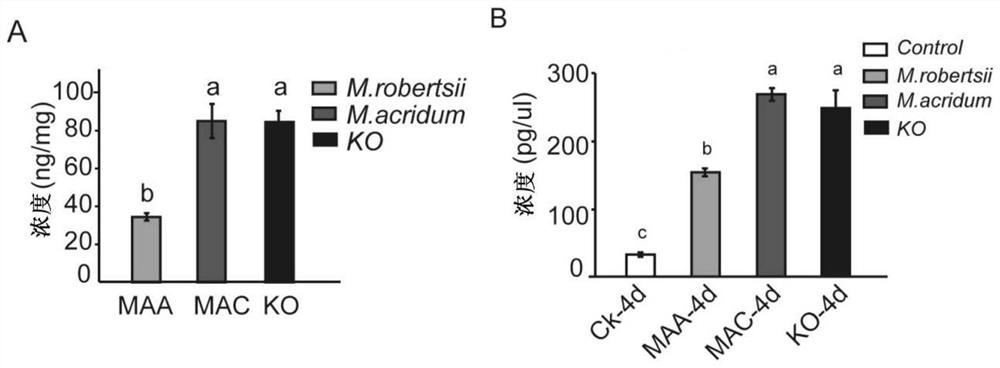 Recombinant metarhizium anisopliae and its use for promoting plant root growth