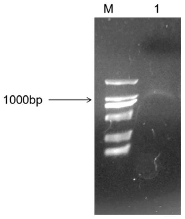 A kind of borage promoter and application thereof