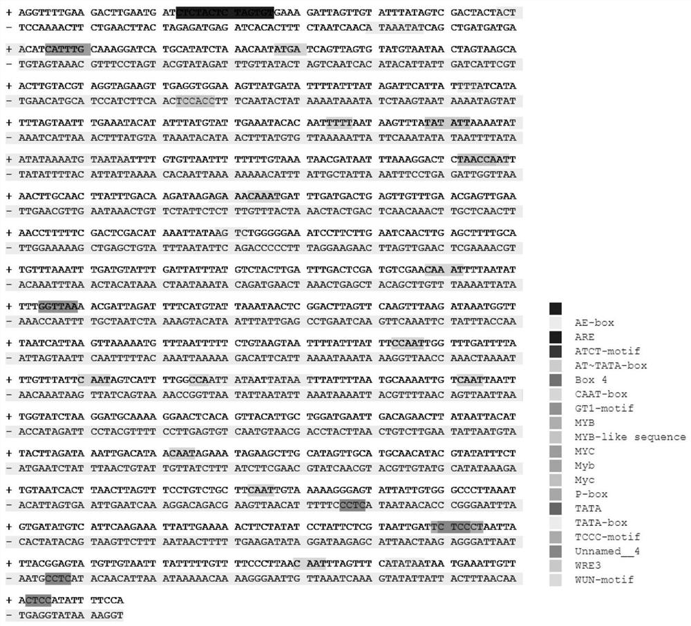 A kind of borage promoter and application thereof