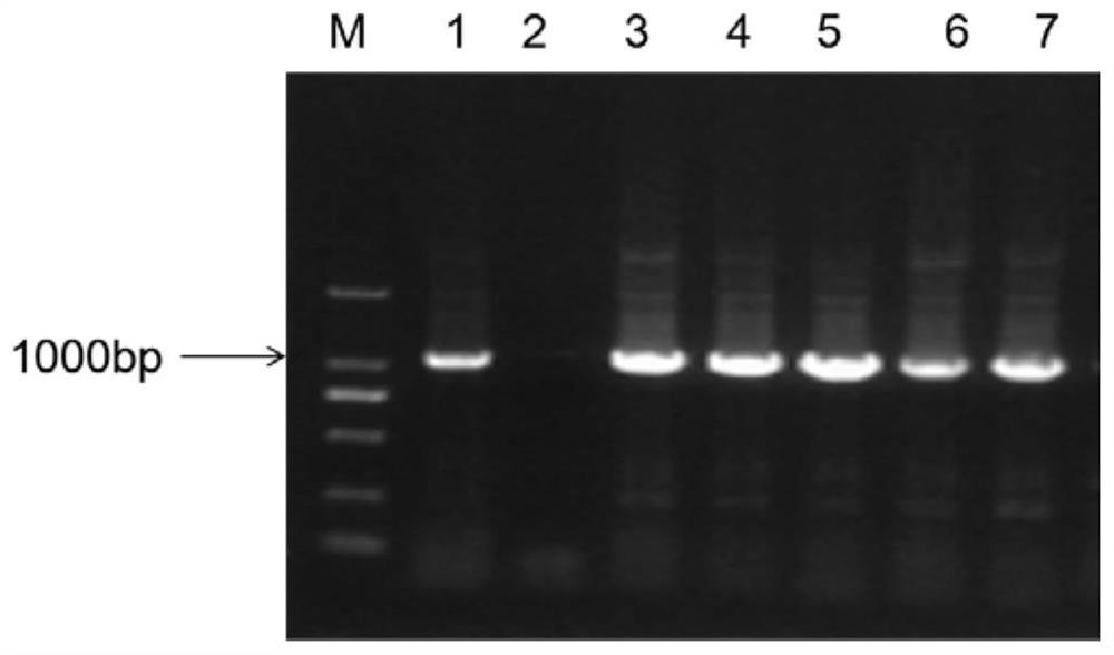 A kind of borage promoter and application thereof