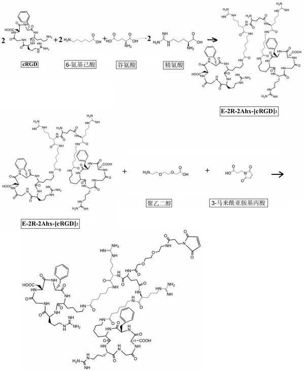 Structural molecules that enhance integrin receptor affinity and target cell uptake and their applications