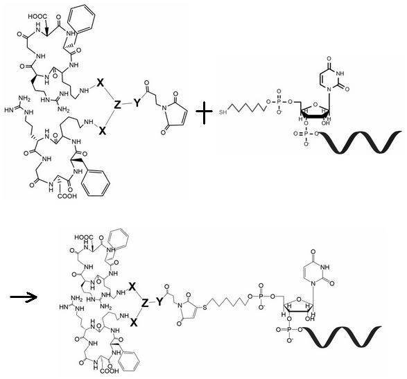 Structural molecules that enhance integrin receptor affinity and target cell uptake and their applications