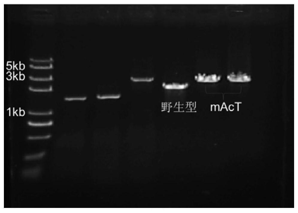 A kind of recombinant cyanobacteria expressing fatty acid with high efficiency and preparation method thereof