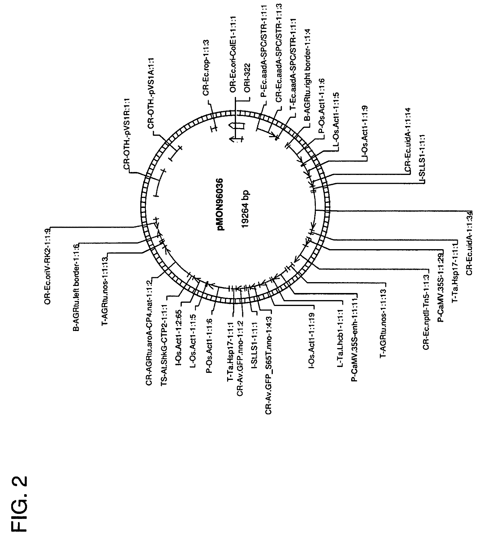 Use of non-agrobacterium bacterial species for plant transformation