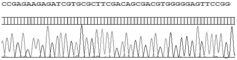 Group-specific primer PCR-SBT method and reagent based on HLA-DQB1 genetic typing