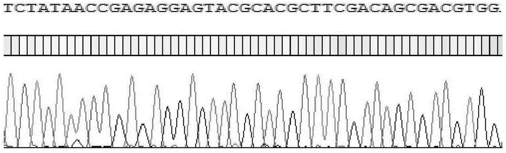 Group-specific primer PCR-SBT method and reagent based on HLA-DQB1 genetic typing