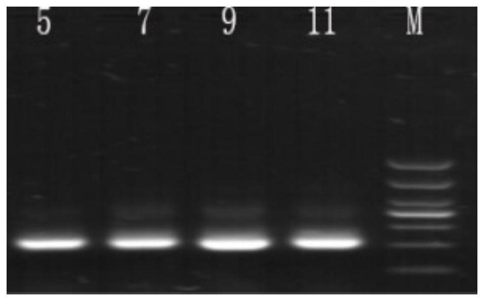 Dna Marker for detecting coal geological microbial bacterial species and its preparation method and application