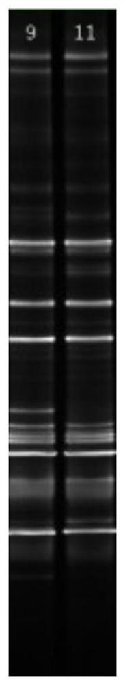 Dna Marker for detecting coal geological microbial bacterial species and its preparation method and application