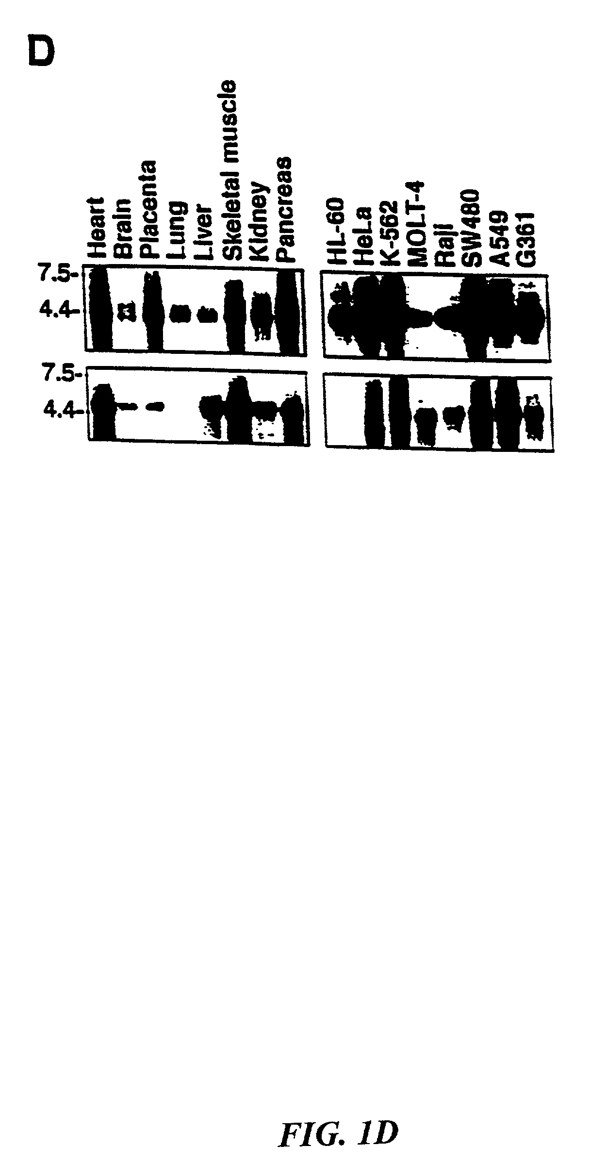 Trail receptors, nucleic acids encoding the same, and methods of use thereof