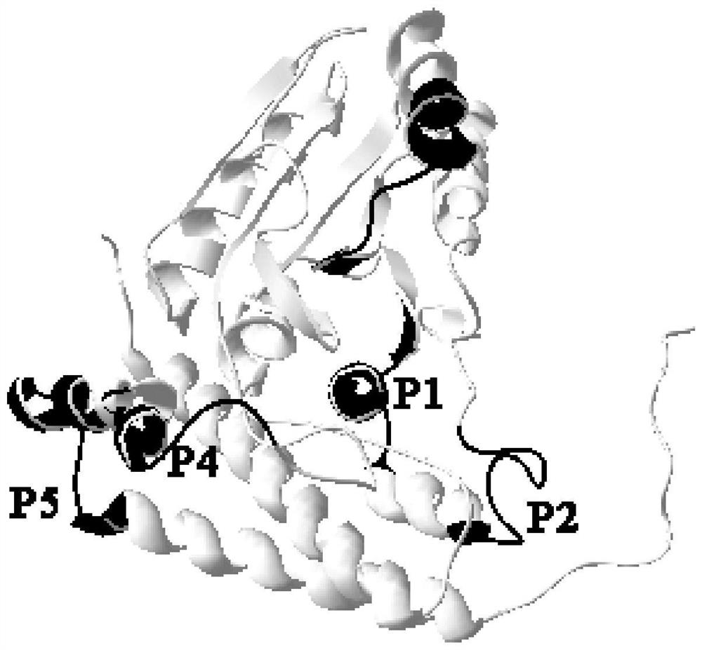 A multi-epitope polypeptide of flounder streptococcus pdha1