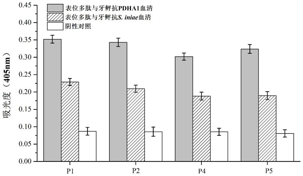 A multi-epitope polypeptide of flounder streptococcus pdha1