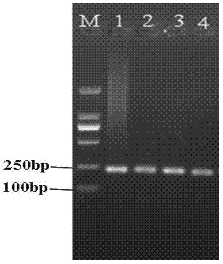 Chicken dominant white feather gene identification