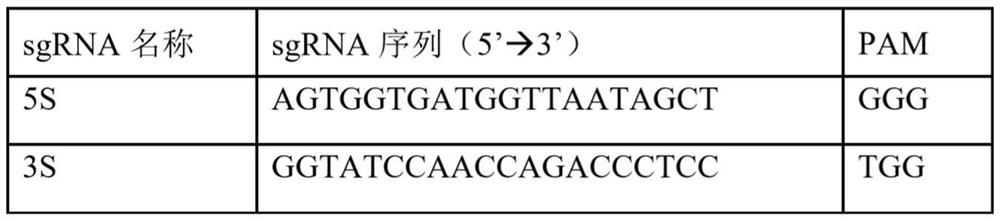 Construction method and application of Psm3 conditional gene knockout mouse model