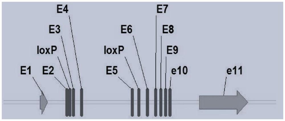 Construction method and application of Psm3 conditional gene knockout mouse model