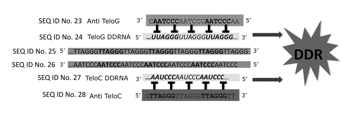 Therapeutic oligonucleotides