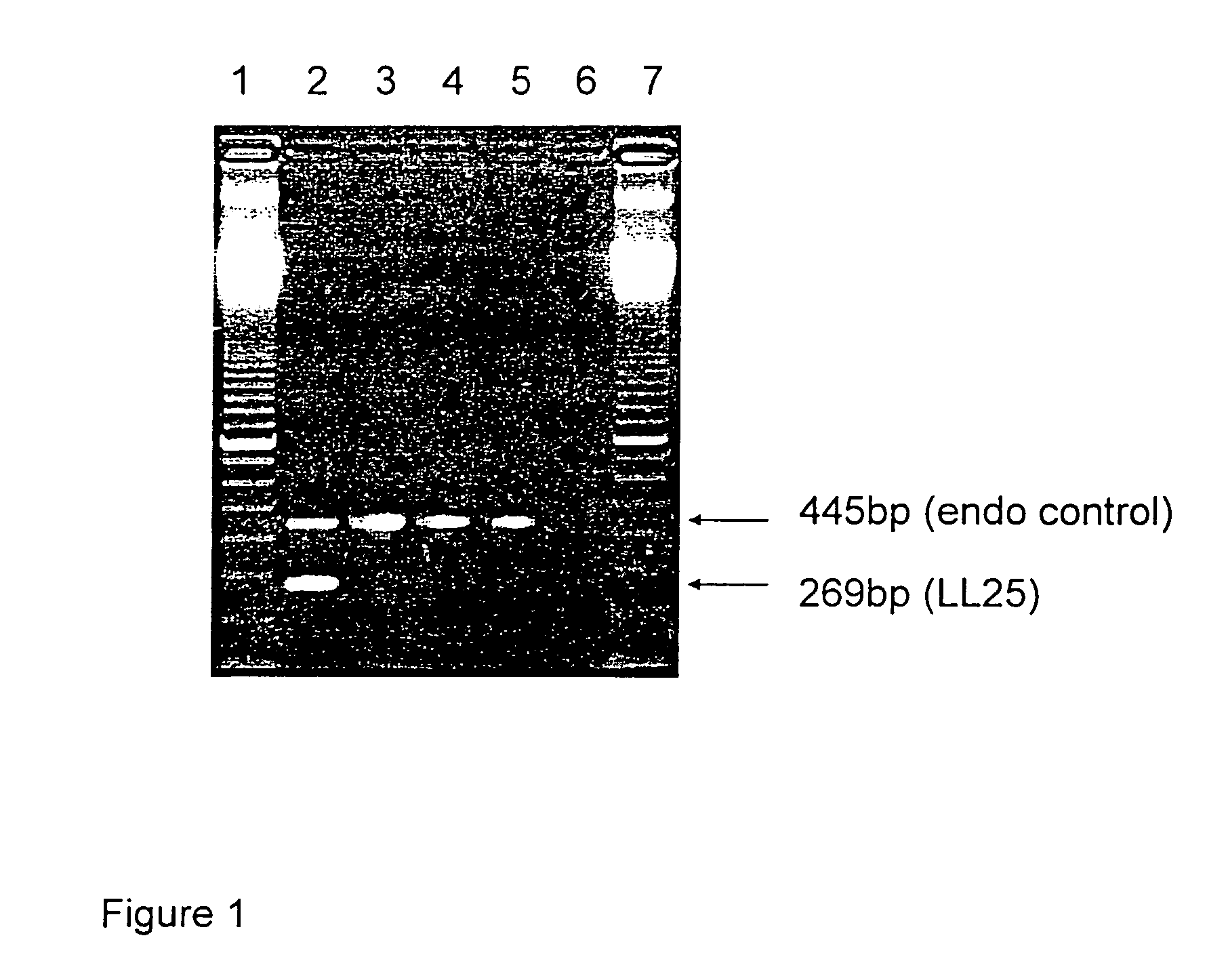 Herbicide tolerant cotton plants and methods for producing and identifying same