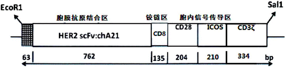 CAR-T cell as well as preparation method and application thereof