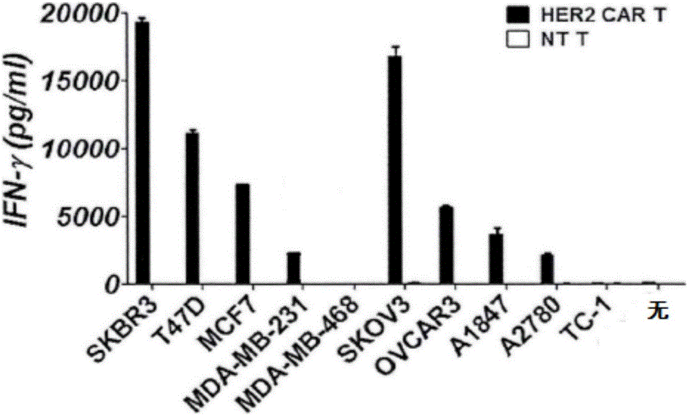 CAR-T cell as well as preparation method and application thereof