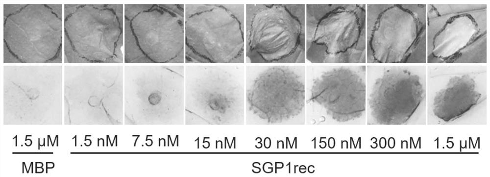 Ustilaginoidea virens elicitor protein SGP1, oligopeptide and application thereof