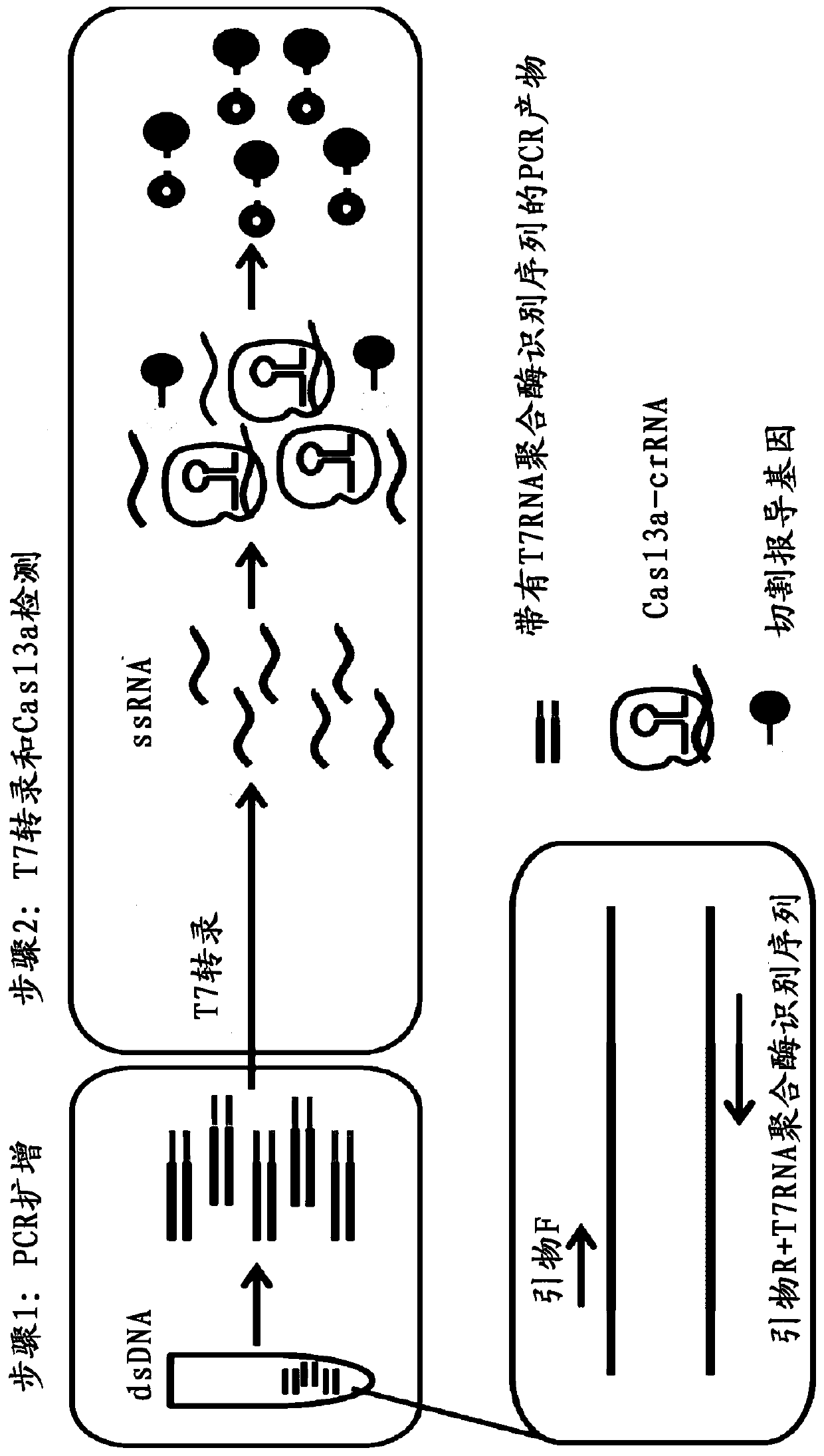 Application of crRNA targeted PCR-CRISPR system to detection of HBVDNA