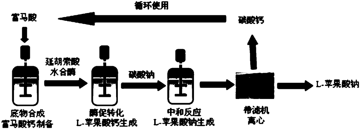 Method for producing L-sodium malate through direct enzymatic conversion