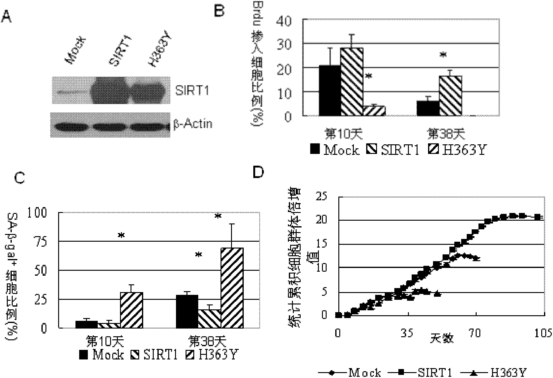 Application of protein acetylation enzyme SIRT1 (Silent Mating type Information Regulation 2Homolog1) in promoting proliferation and delaying senility of mesenchymal stem cells