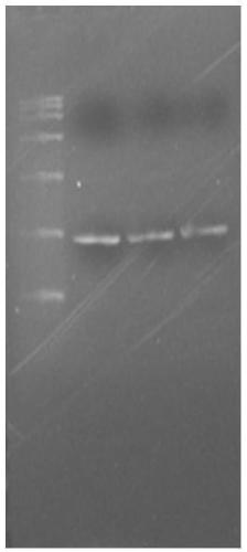 Chitin deacetylase derived from saccharomyces cerevisiae, encoding gene and applications