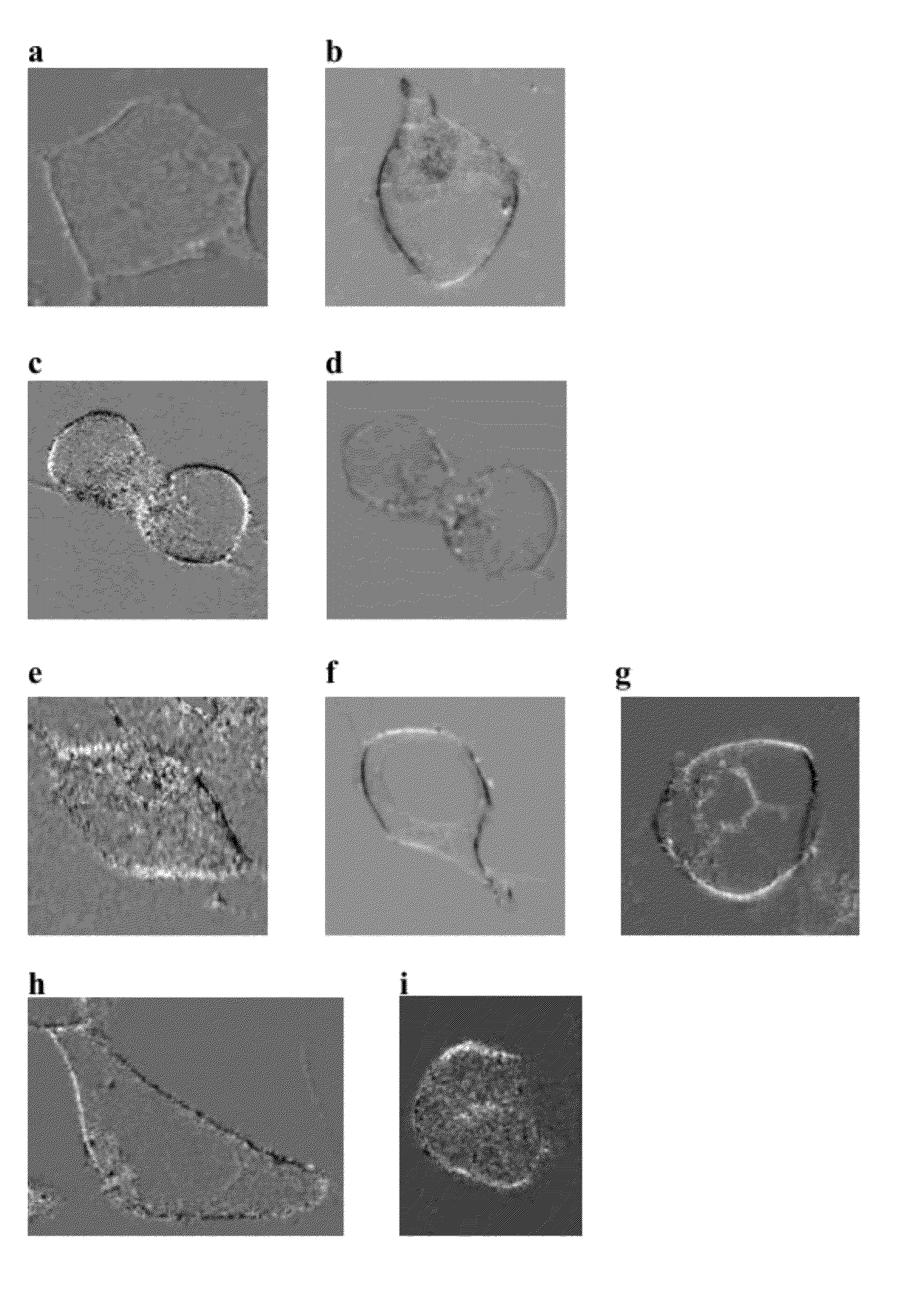 Method for obtaining structural and functional information on proteins, based on polarization fluorescence microscopy, and a device implementing said method