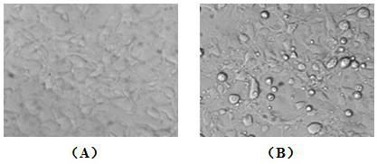 A Largemouth Bass Iridescent Virus and Its Application