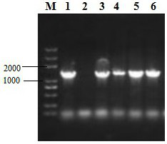 A Largemouth Bass Iridescent Virus and Its Application