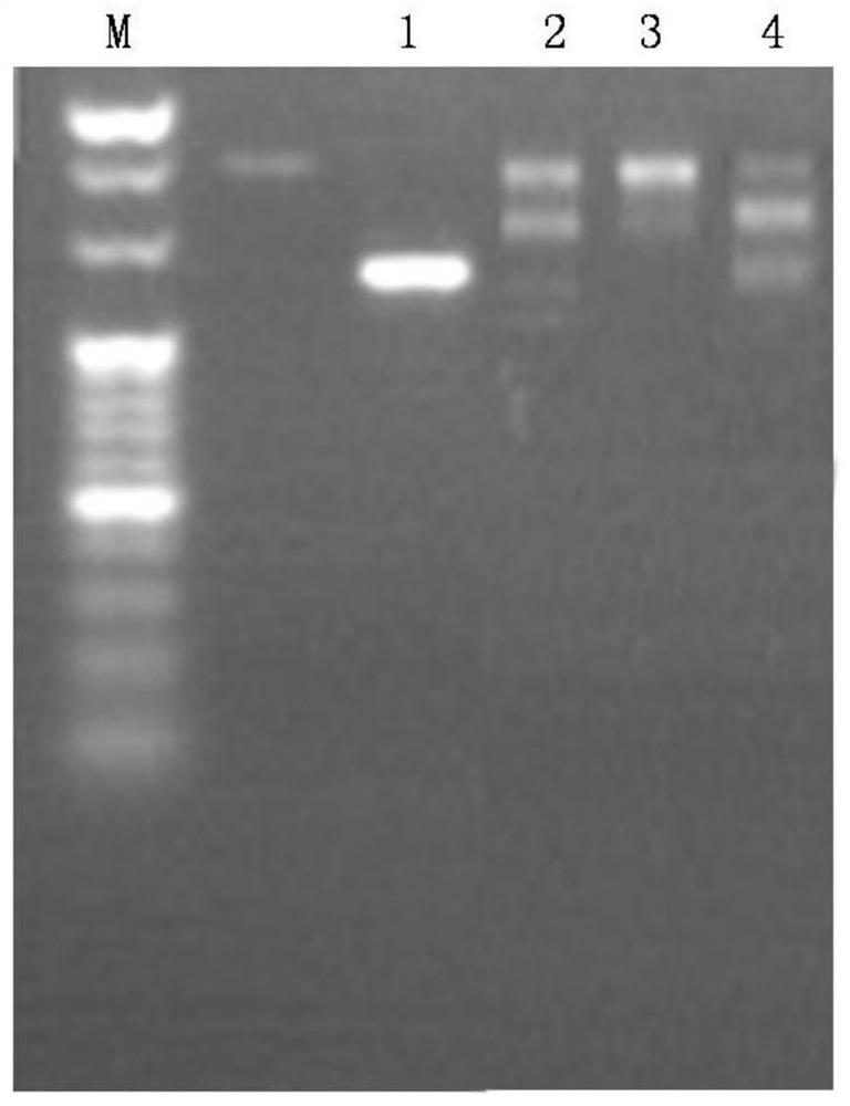 Evaluation method of linker connection efficiency in construction of next-generation sequencing library