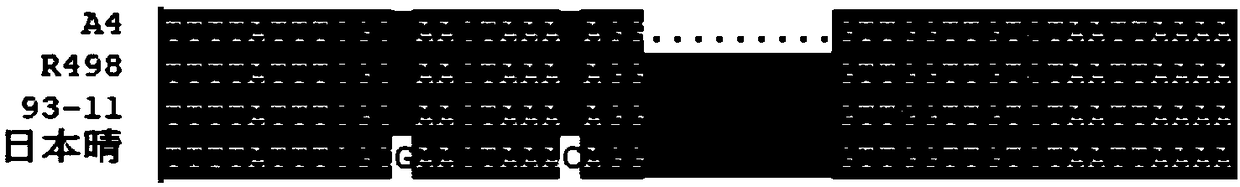 InDel molecular marker of rice blast-resistant gene Pid3-A4, and detection method and application thereof