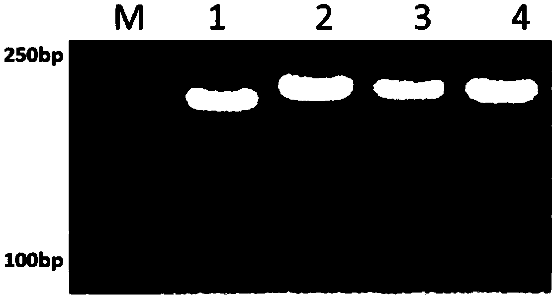 InDel molecular marker of rice blast-resistant gene Pid3-A4, and detection method and application thereof