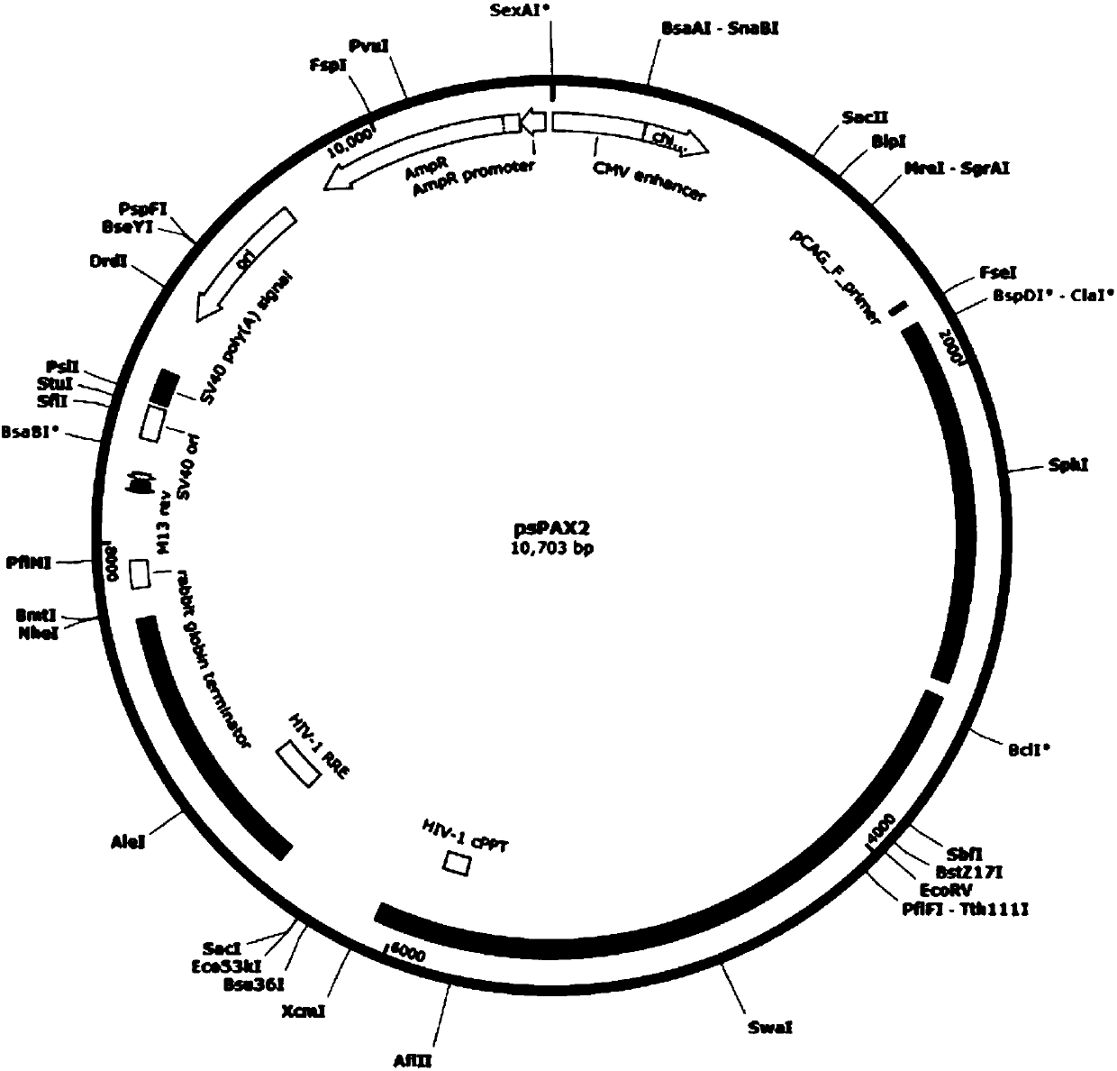 CRISPR-Cas9 targeting knockout of human breast cancer cell RASSF2 gene and specific sgRNA of RASSF2 gene