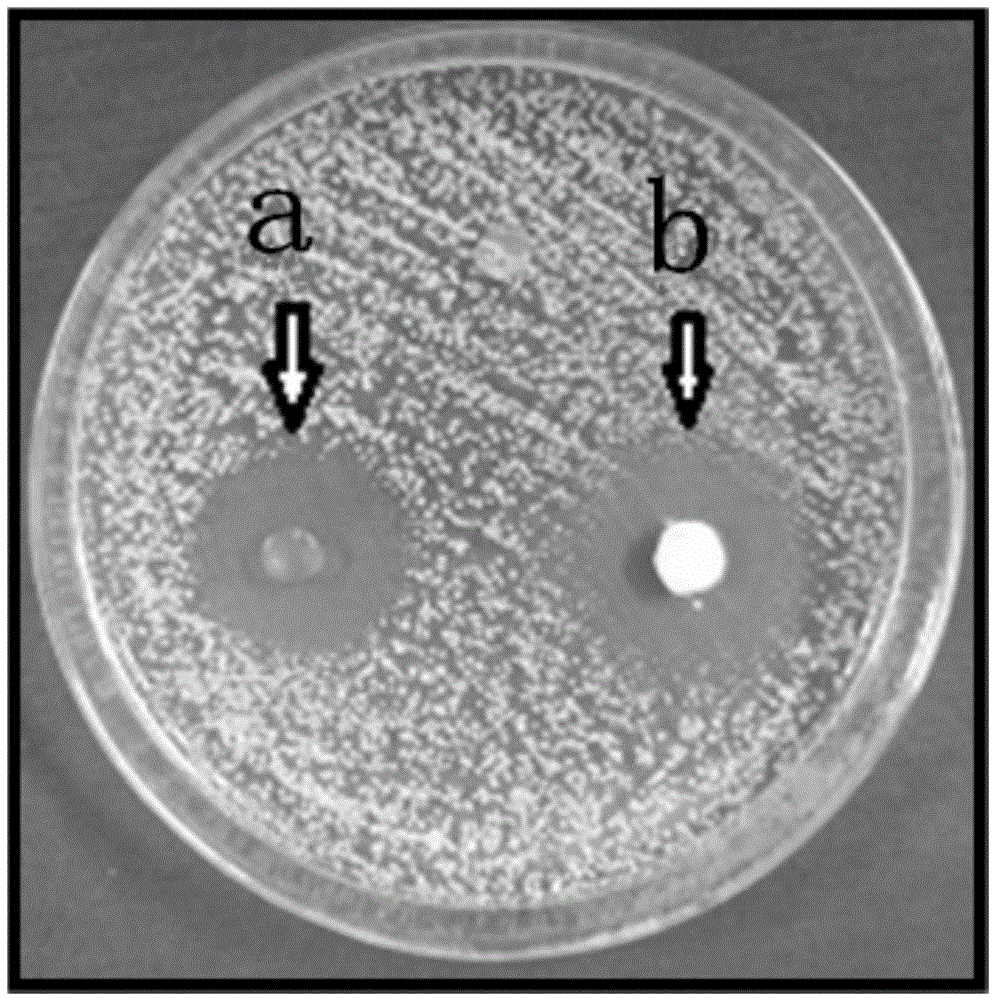 Application of sophora tonkinensis endophytic fungus GRPH-0 in prevention and treatment of Candida albicans