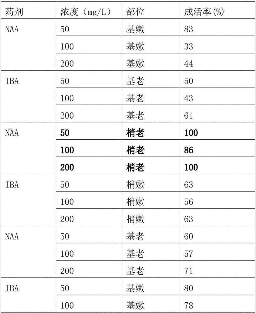 High-survival-rate cuttage method of plukenetia volubilis