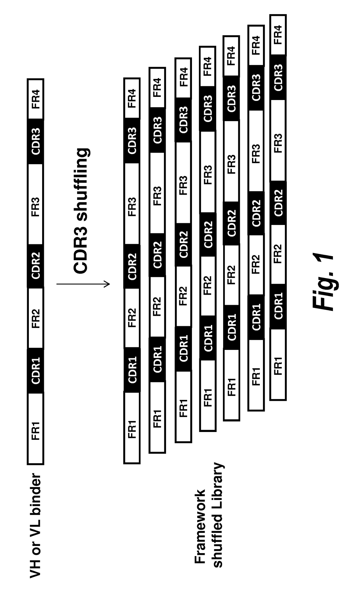 Antibody screening methods