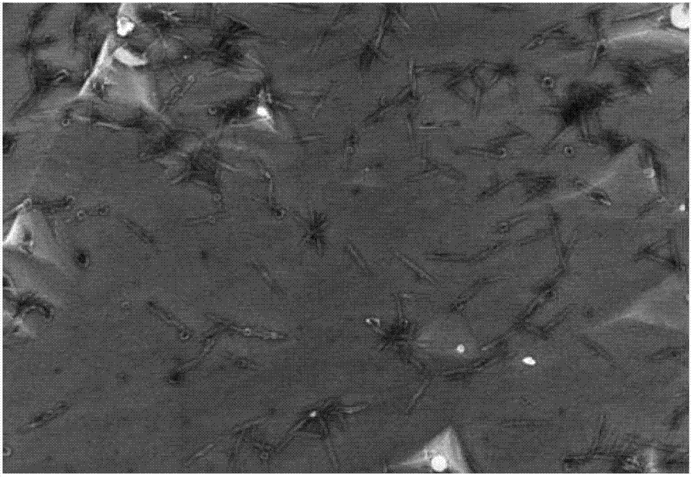 Preparation method of nano yttrium oxide dispersion strengthening tungsten alloy