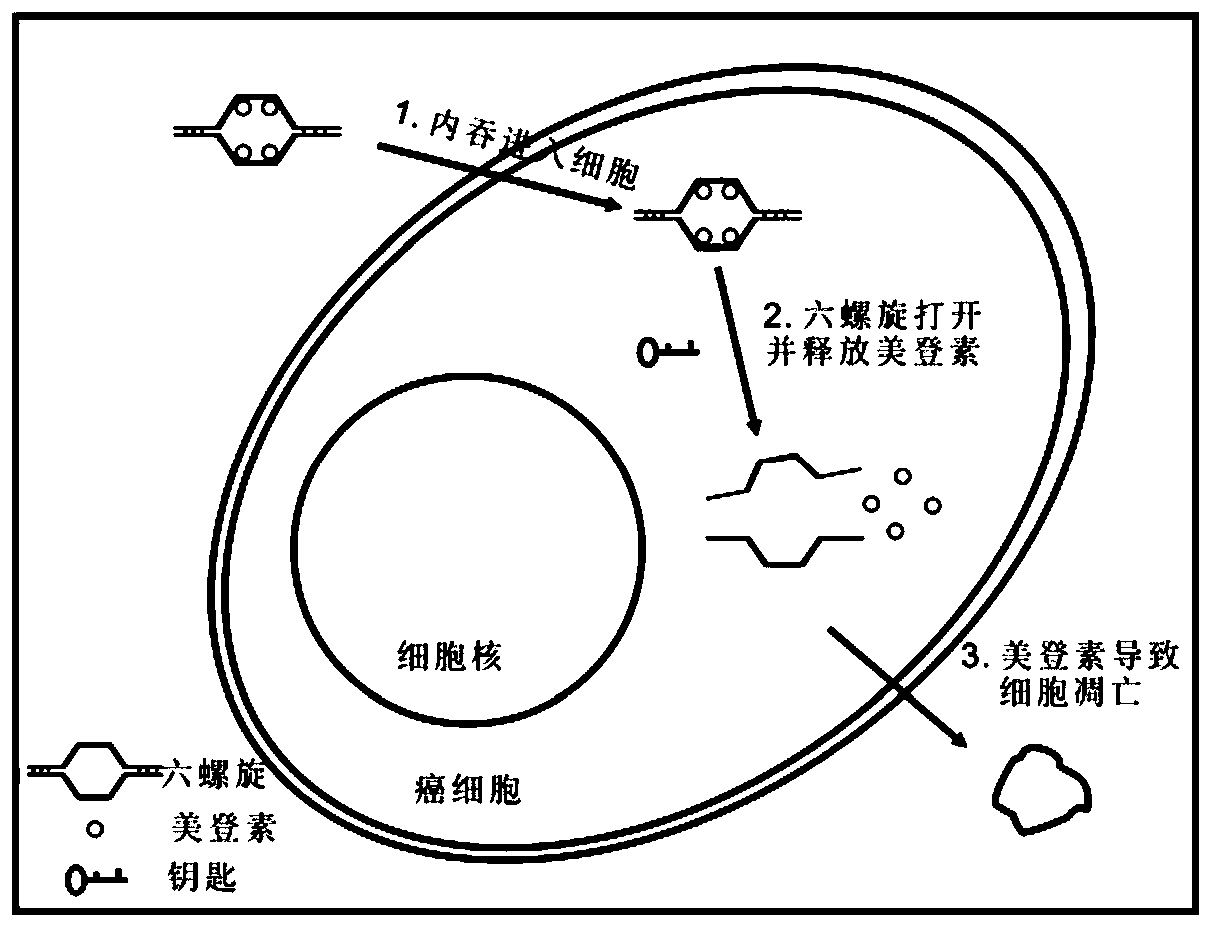 Preparation method of DNA nanorobot drug-carrying system and DNA nanorobot drug-carrying system acquired via same