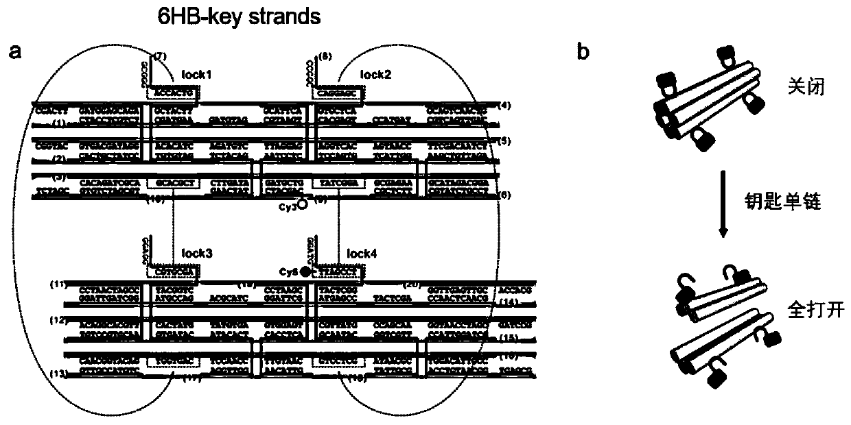 Preparation method of DNA nanorobot drug-carrying system and DNA nanorobot drug-carrying system acquired via same