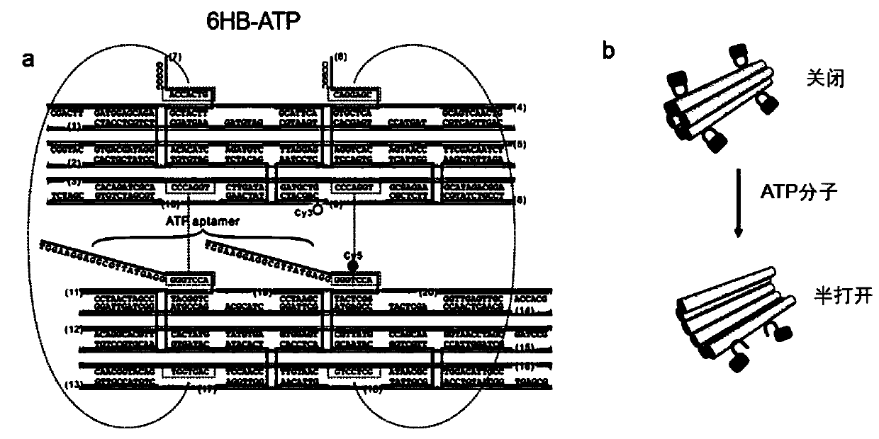 Preparation method of DNA nanorobot drug-carrying system and DNA nanorobot drug-carrying system acquired via same