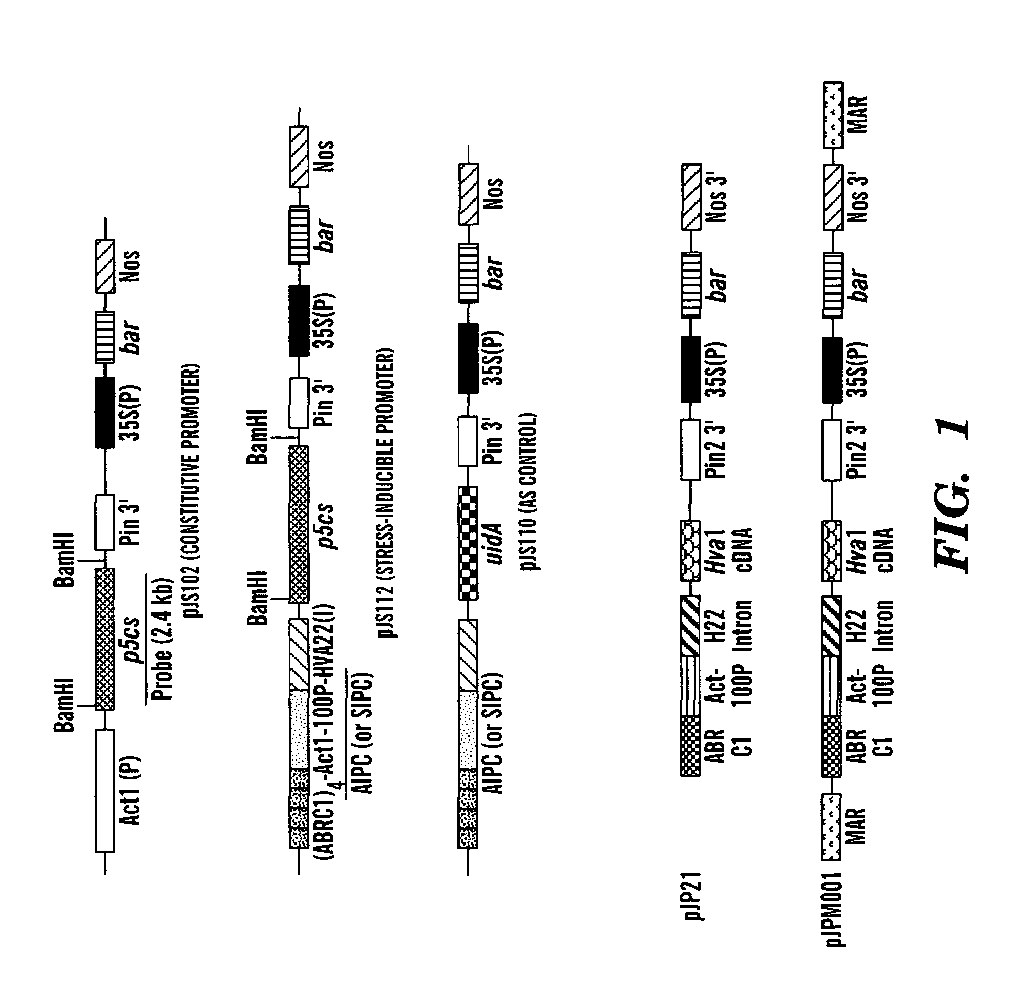 Method of making water stress or salt stress tolerant transgenic cereal plants