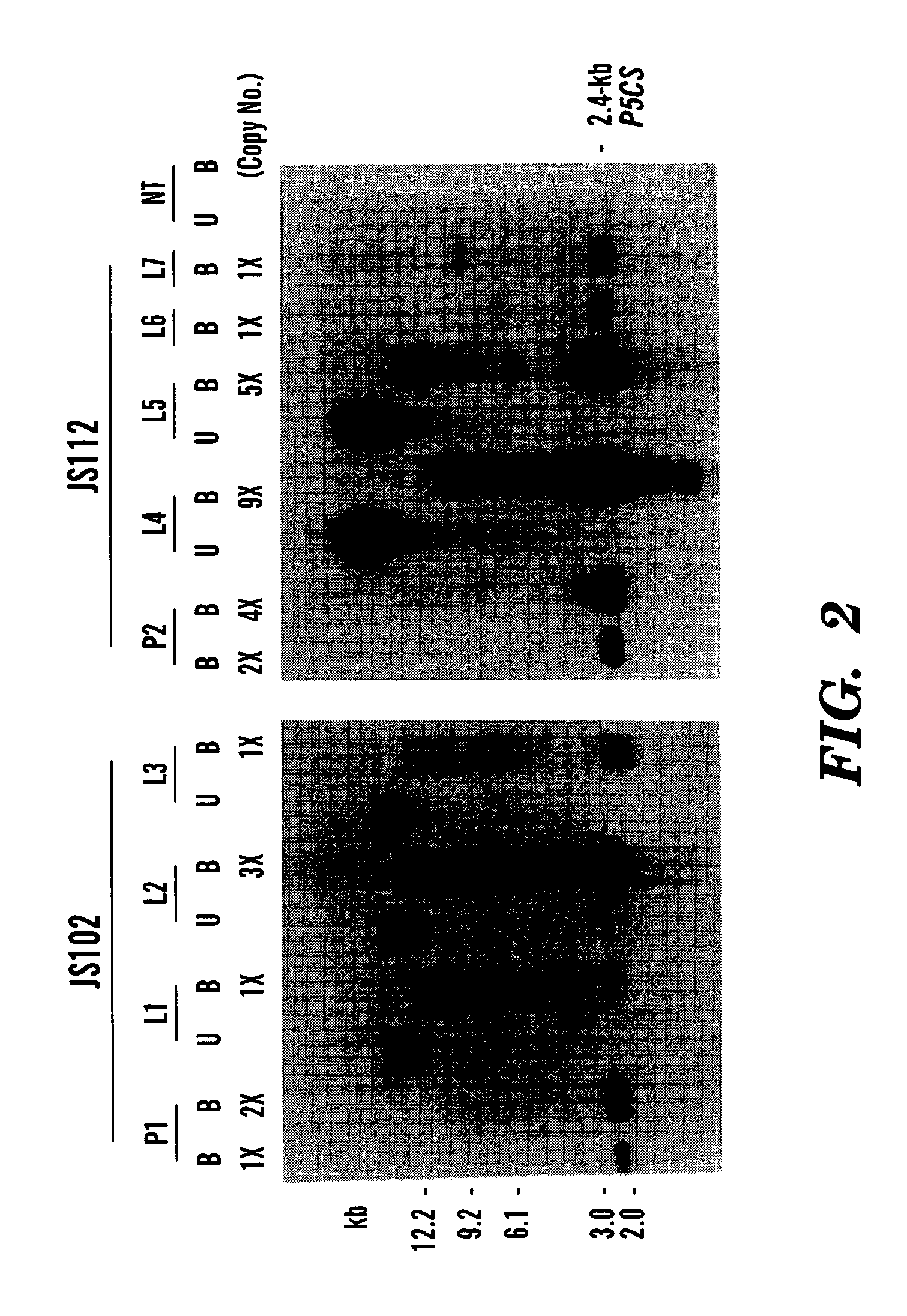 Method of making water stress or salt stress tolerant transgenic cereal plants