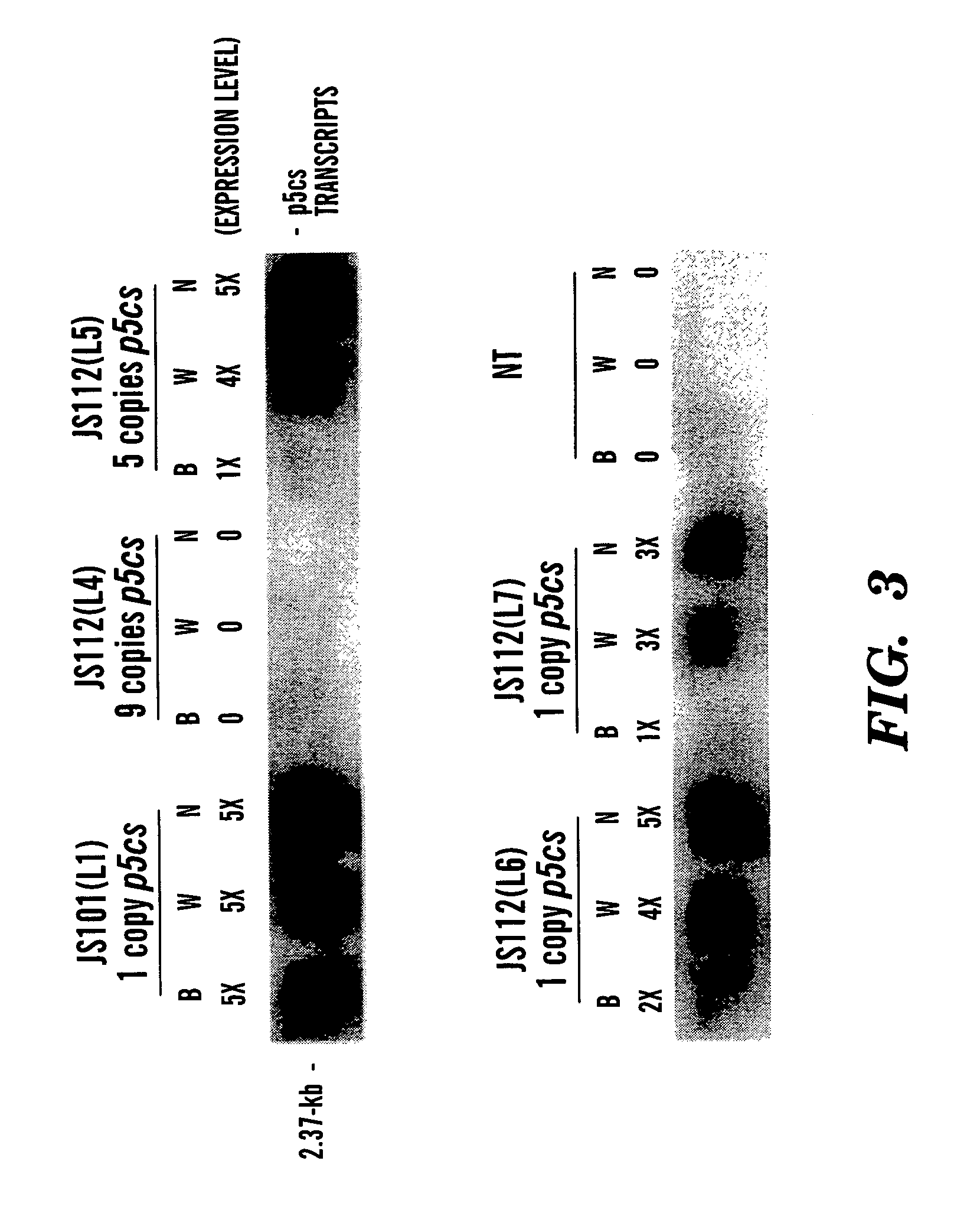 Method of making water stress or salt stress tolerant transgenic cereal plants