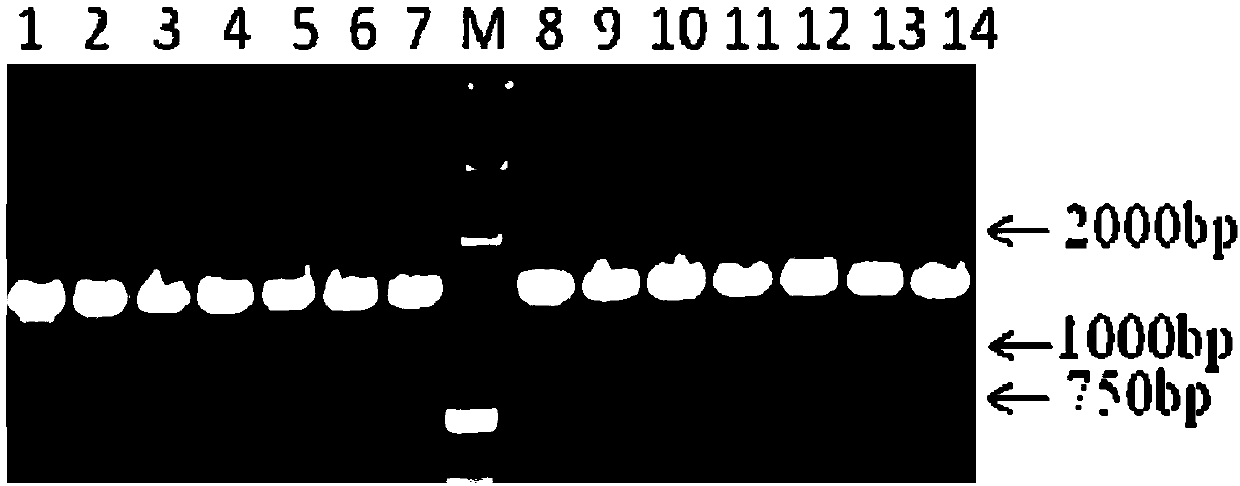 Separation and purification method and molecular identification method of potato scab pathogens