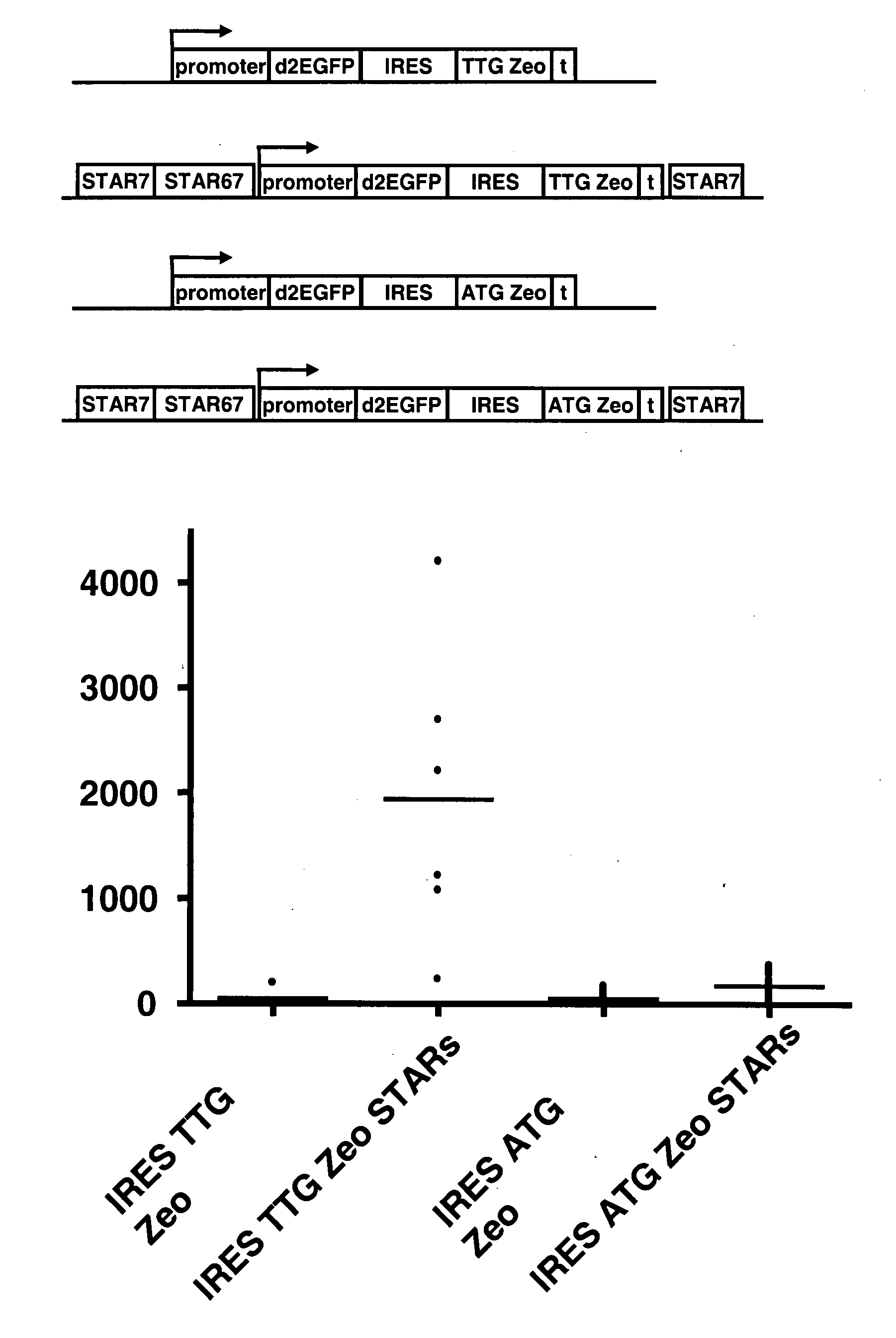 Selection of host cells expressing protein at high levels