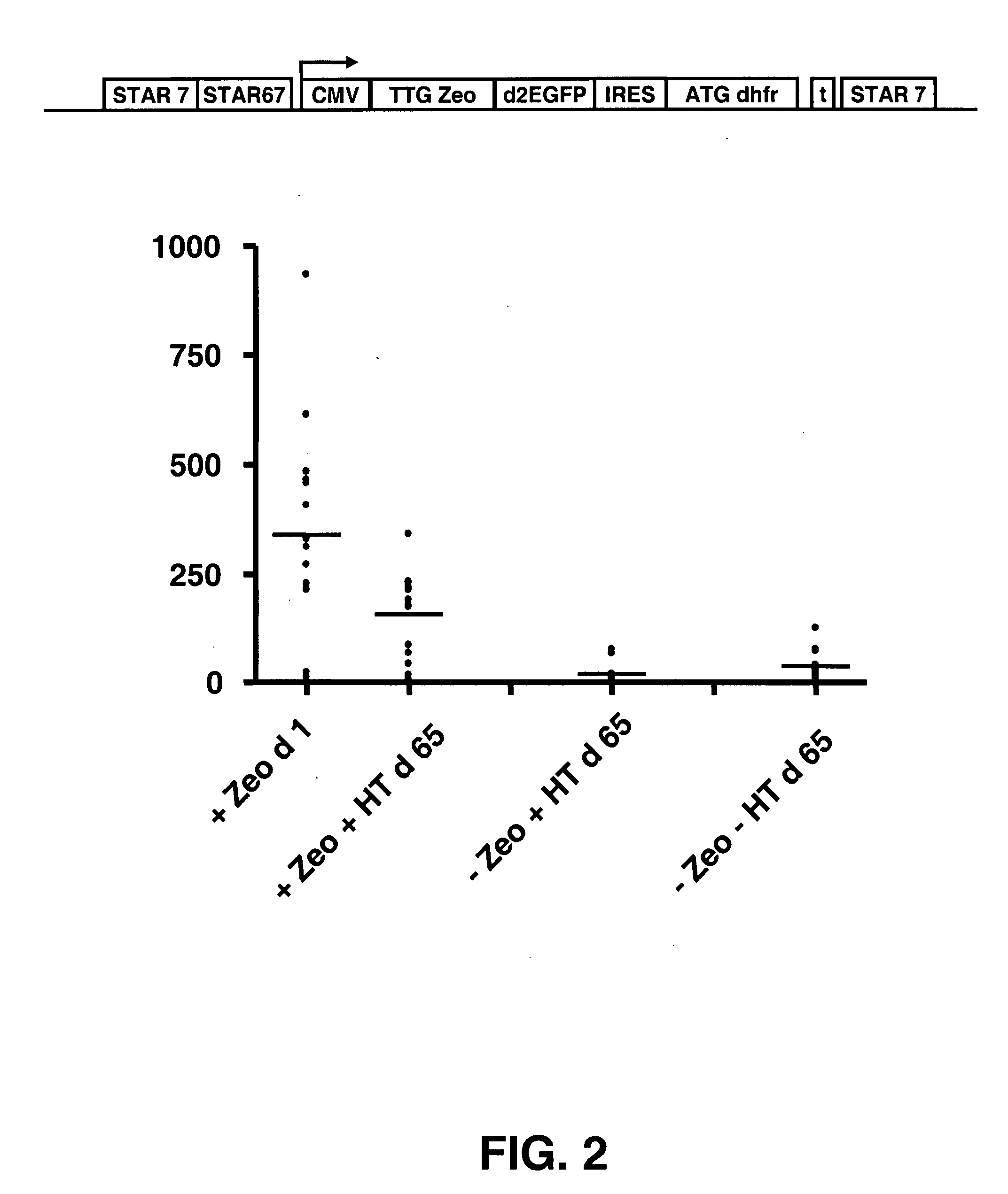 Selection of host cells expressing protein at high levels